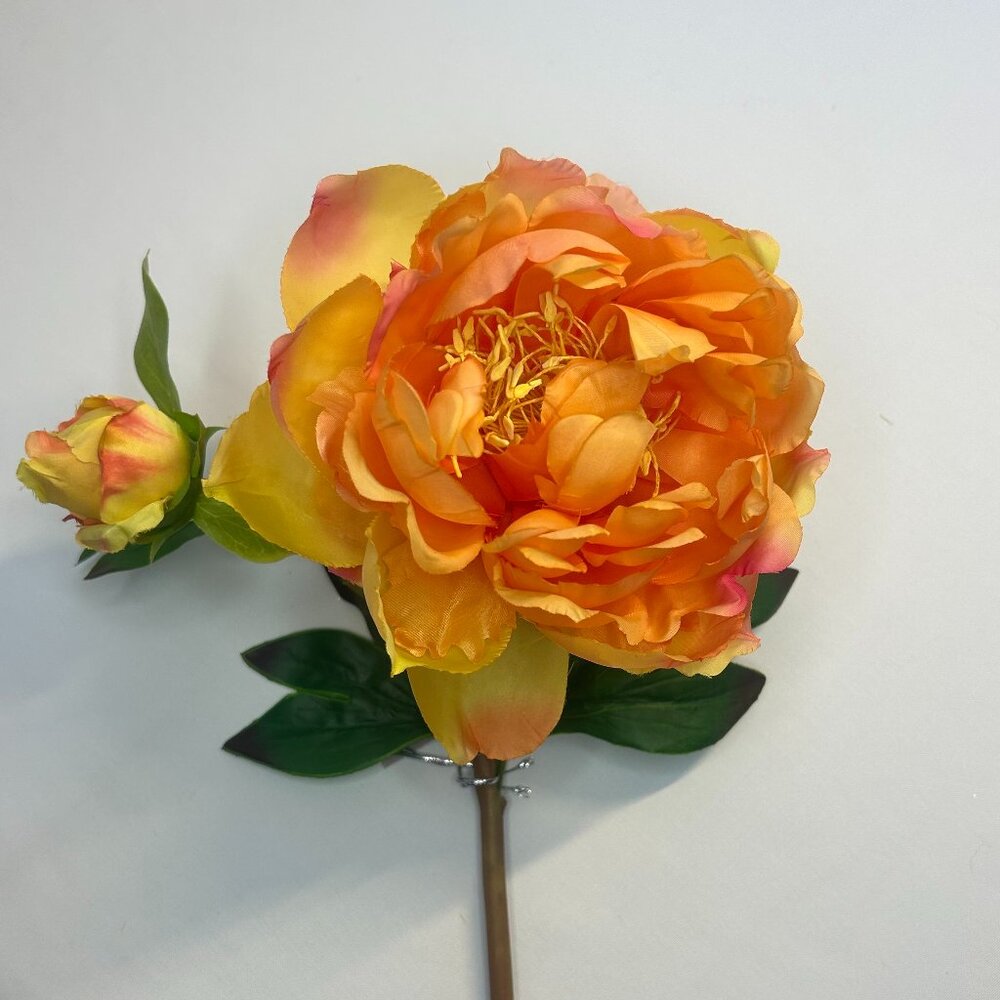 Orange Sherbet Peony flower stem with blossom, flower stem, spring or summer